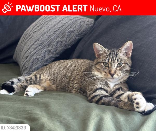 Lost Male Cat last seen Nogues Road, Nuevo, CA 92585