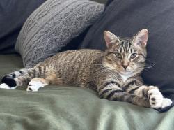 Lost Male Cat last seen Nogues Road, Nuevo, CA 92585