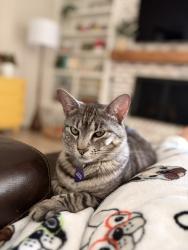 Lost Female Cat last seen Hillview and Cavender, Hurst, TX 76054