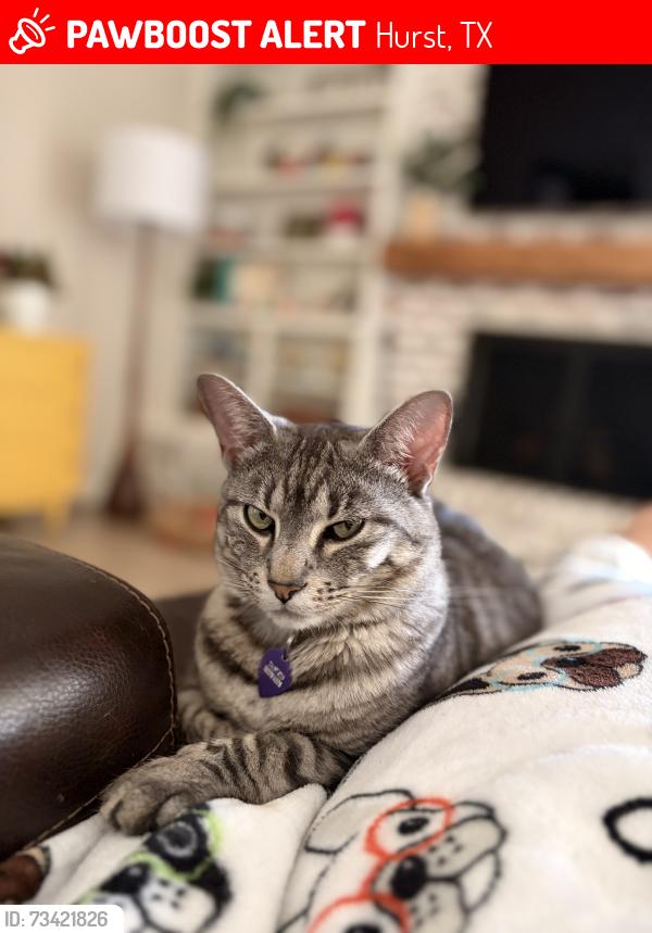 Lost Female Cat last seen Hillview and Cavender, Hurst, TX 76054