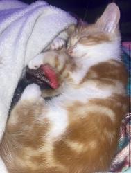 Lost Female Cat last seen Near Tuolumne Street Parlier CA 93648, Parlier, CA 93648