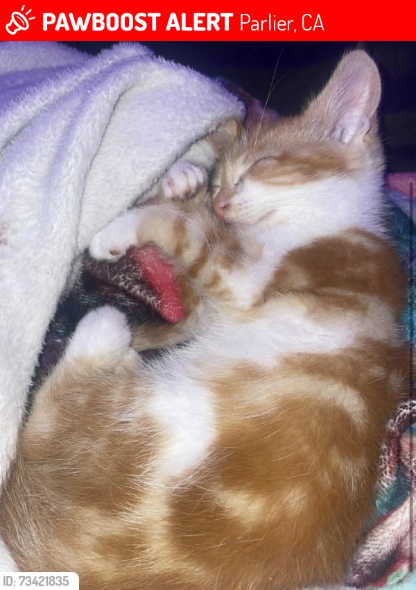 Lost Female Cat last seen Near Tuolumne Street Parlier CA 93648, Parlier, CA 93648