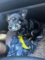 Lost Female Dog last seen Near and Academy Dr., Altamonte Springs, FL 32714