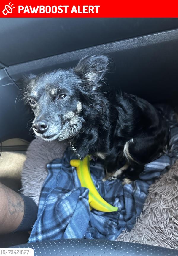 Lost Female Dog last seen Near and Academy Dr., Altamonte Springs, FL 32714