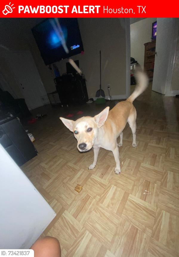 Lost Male Dog last seen Near campbell rd, Houston, TX 77080