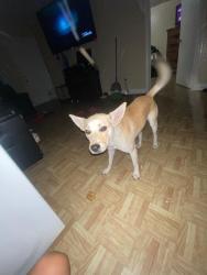 Lost Male Dog last seen Near campbell rd, Houston, TX 77080