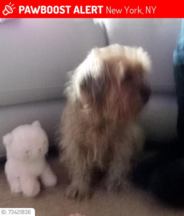 Lost Female Dog last seen Between adam clayton powell and fredrick douglass blvd., New York, NY 10039