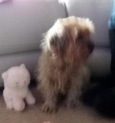 Lost Female Dog last seen Between adam clayton powell and fredrick douglass blvd., New York, NY 10039
