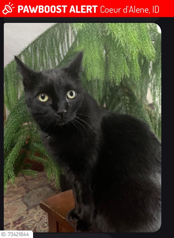 Lost Female Cat last seen 6th, Coeur d'Alene, ID 83814