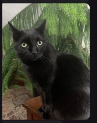 Lost Female Cat last seen 6th, Coeur d'Alene, ID 83814
