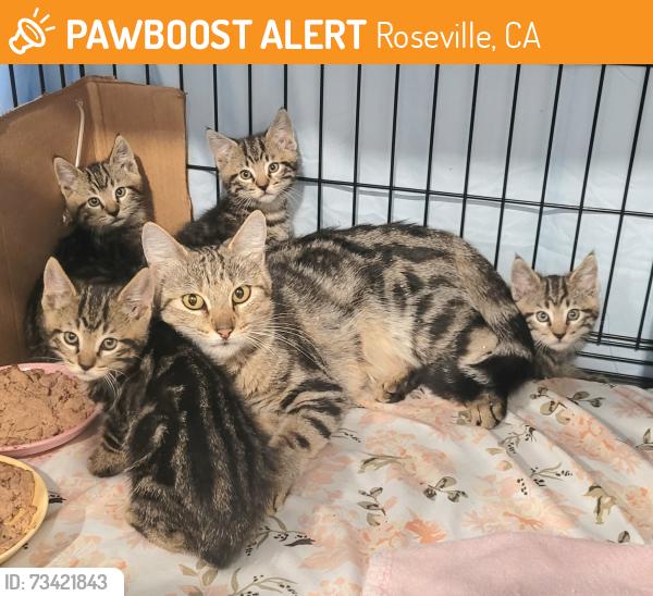 Found/Stray Female Cat last seen old mill circle X providence, Roseville, CA 95747