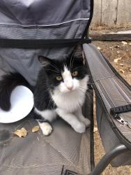 Found/Stray Unknown Cat last seen Deer Creek, Elk Grove, CA 95624