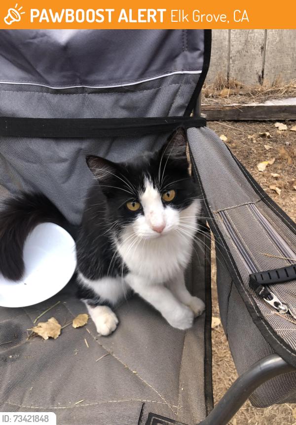 Found/Stray Unknown Cat last seen Deer Creek, Elk Grove, CA 95624