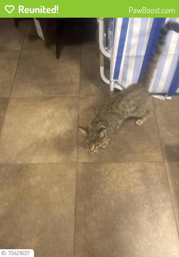 Reunited Male Cat last seen Cherokee, Salinas, CA 93906