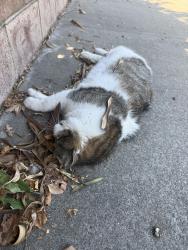 Found/Stray Unknown Cat last seen Near Arden way and Fair oaks blvd, Carmichael, CA 95609