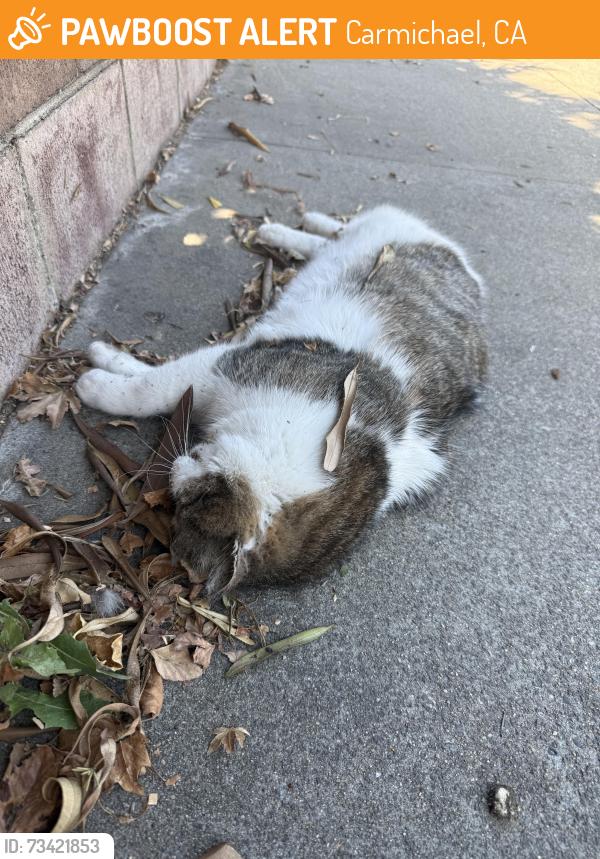 Found/Stray Unknown Cat last seen Near Arden way and Fair oaks blvd, Carmichael, CA 95609