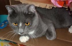 Lost Male Cat last seen Across from pine ridge apmts, Seneca, SC 29678