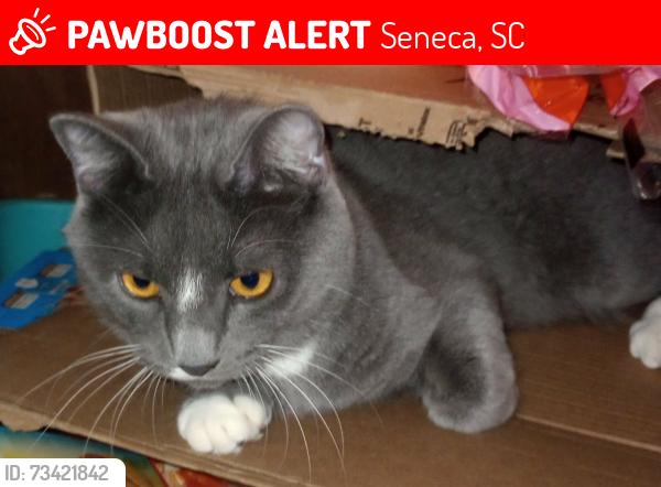 Lost Male Cat last seen Across from pine ridge apmts, Seneca, SC 29678