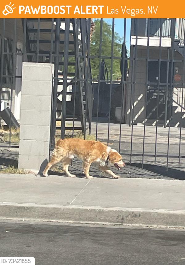 Found/Stray Unknown Dog last seen F street and Van Buren Ave, Las Vegas, NV 89106