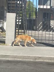 Found/Stray Unknown Dog last seen F street and Van Buren Ave, Las Vegas, NV 89106