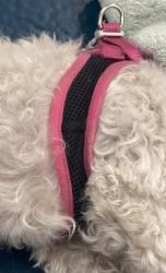 Reunited Unknown Dog last seen Near San Pablo Ave, El Cerrito, CA 94530, El Cerrito, CA 94530