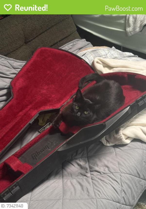 Reunited Male Cat last seen Rhoda Drive and Nottingham Place, San Jose, CA 95117