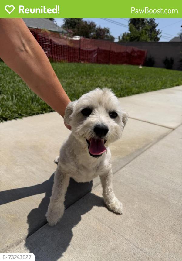 Reunited Female Dog last seen calmada & lambert, Whittier, CA 90605
