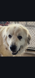 Reunited Male Dog last seen MoheganTrial and Elks, Las Cruces, NM 88005