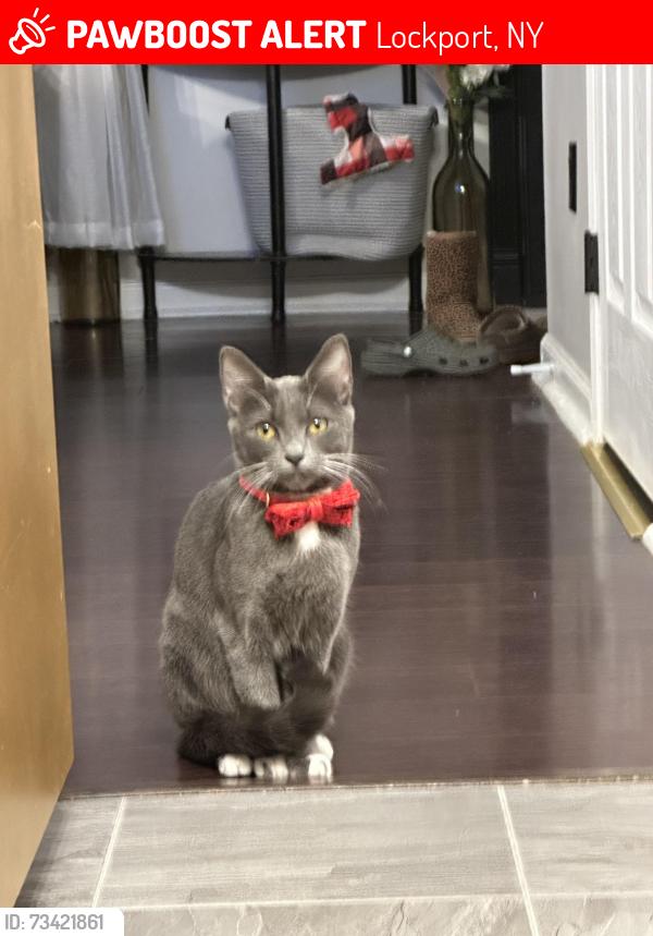 Lost Female Cat last seen Royal pkwy s, Lockport, NY 14094