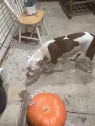 Found/Stray Female Dog last seen By MLK and 45, Dallas, TX 75215
