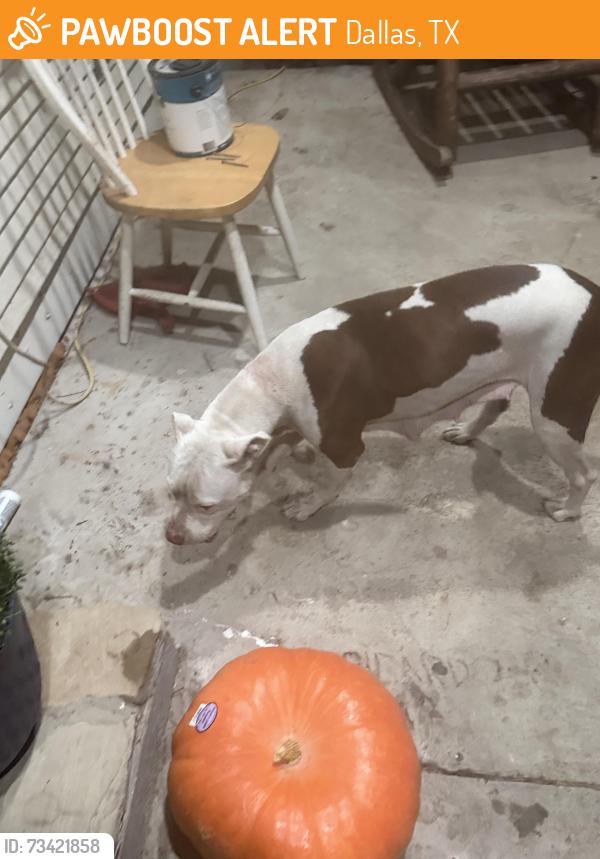 Found/Stray Female Dog last seen By MLK and 45, Dallas, TX 75215