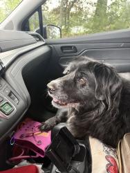 Reunited Female Dog last seen James burgess and Nichols drive, Suwanee, GA 30024