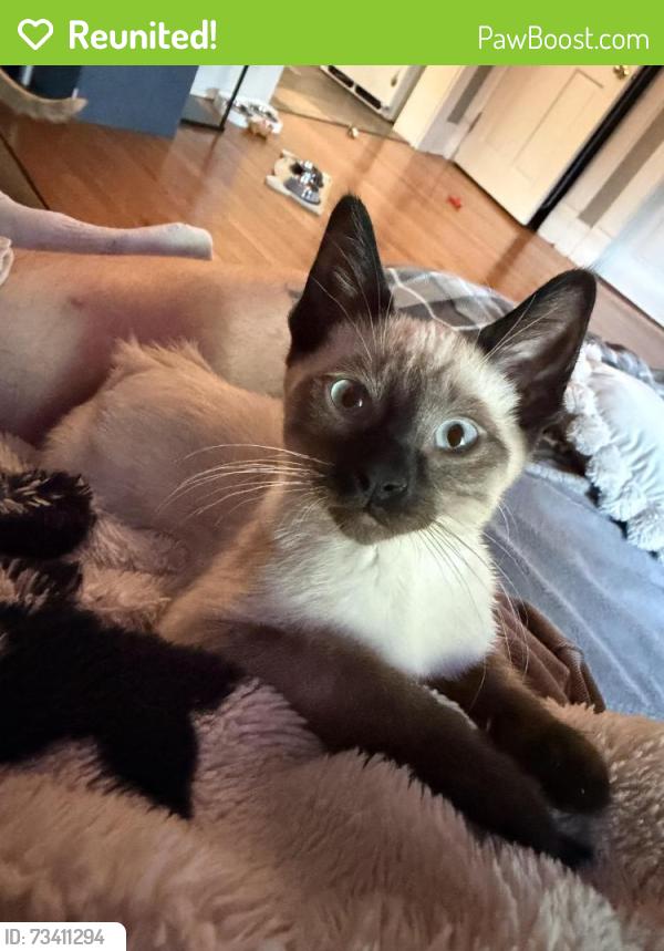 Reunited Male Cat last seen jackson street, franklin street, Oshkosh, WI 54901