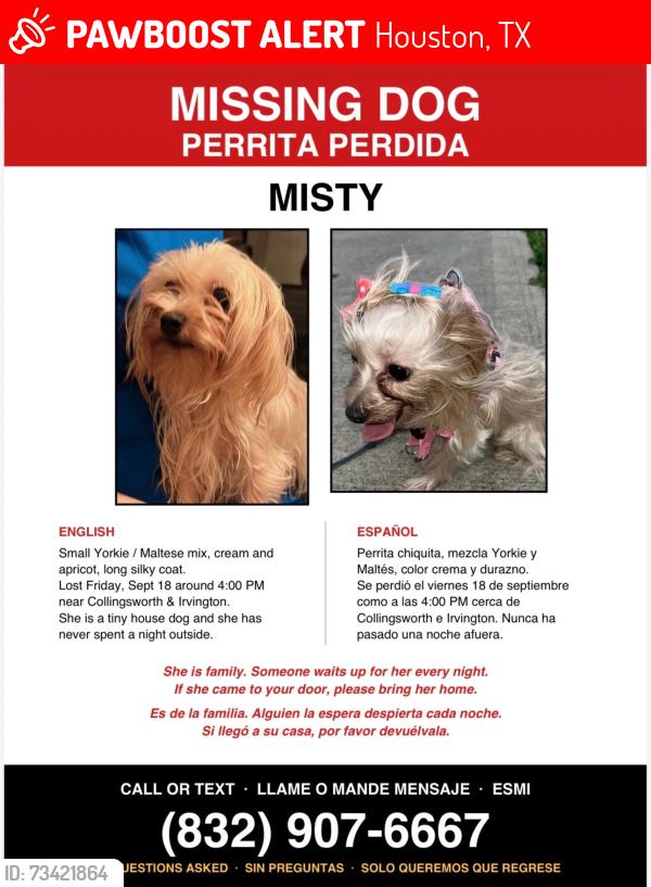 Lost Female Dog last seen Collinsworth Irvington, Houston, TX 77009