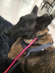 Found/Stray Male Dog last seen Washington st and Bradley St, Riverside, CA 92504