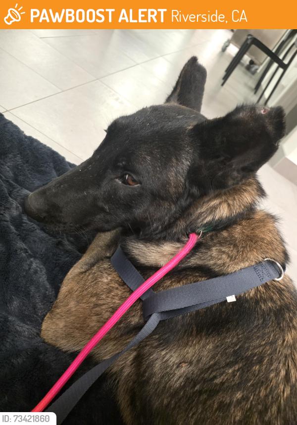 Found/Stray Male Dog last seen Washington st and Bradley St, Riverside, CA 92504