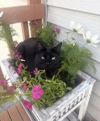 Reunited Male Cat last seen Northview & E16th ave 99504, Anchorage, AK 99504