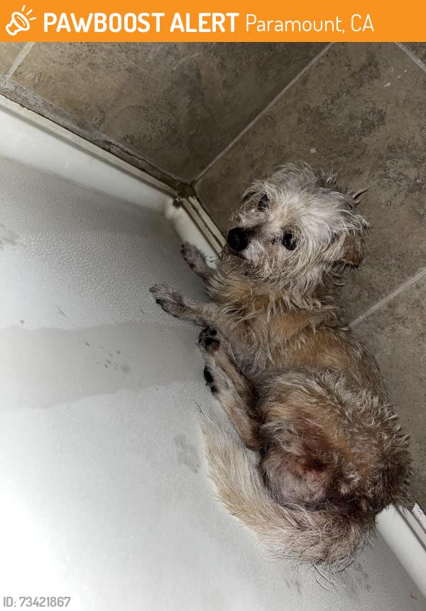 Found/Stray Unknown Dog last seen Paramount Blvd & Howe St., Paramount, CA 90805