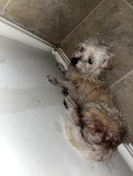 Found/Stray Unknown Dog last seen Paramount Blvd & Howe St., Paramount, CA 90805