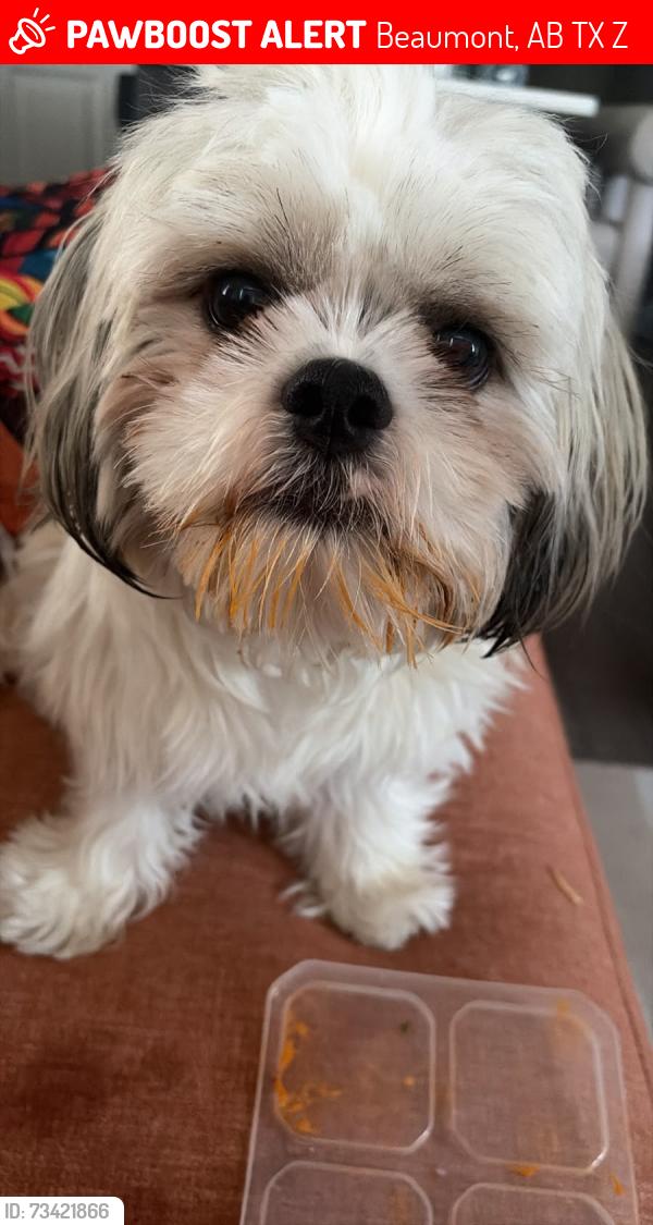 Lost Male Dog last seen Near 37 ave Beaumont t, Beaumont, AB T4X 2Z5