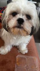 Lost Male Dog last seen Near 37 ave Beaumont t, Beaumont, AB T4X 2Z5