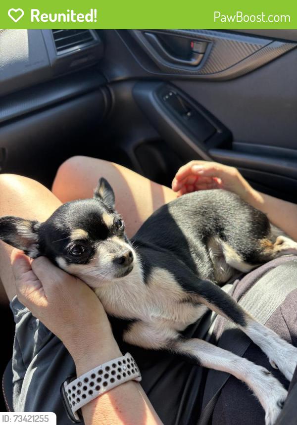 Reunited Male Dog last seen Carson and Cherry, Long Beach, CA 90807