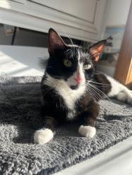 Lost Female Cat last seen Fields and wooded areas, Oliver Springs, TN 37840