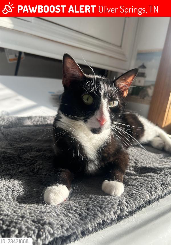 Lost Female Cat last seen Fields and wooded areas, Oliver Springs, TN 37840
