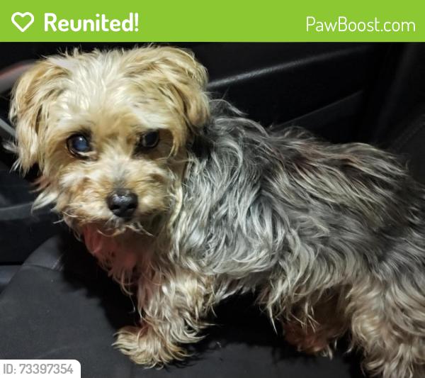 Reunited Male Dog last seen Thornton Road and Stanfield Dr, Sherwood Manor, CA 95209