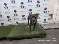 Shelter Stray Male Dog last seen , 2769 Conroy Rd, Orlando, FL 32839, USA
