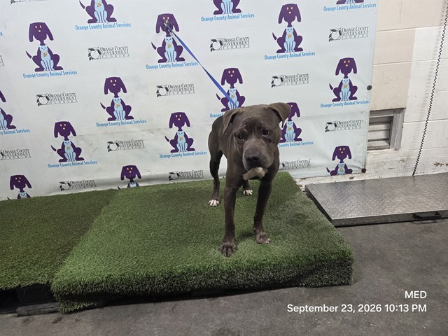 Shelter Stray Male Dog last seen , 2769 Conroy Rd, Orlando, FL 32839, USA