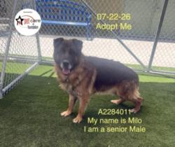 Shelter Stray Male Dog last seen , 1850 W 60th St, Los Angeles, CA 90047, USA