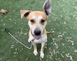 Shelter Stray Male Dog last seen , 1850 W 60th St, Los Angeles, CA 90047, USA