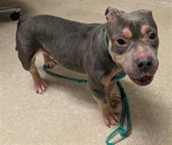 Shelter Stray Female Dog last seen Near BLOCK OLIVE DR, BAKERSFIELD CA 93312, 3951 Fruitvale Ave, Bakersfield, CA 93308, USA